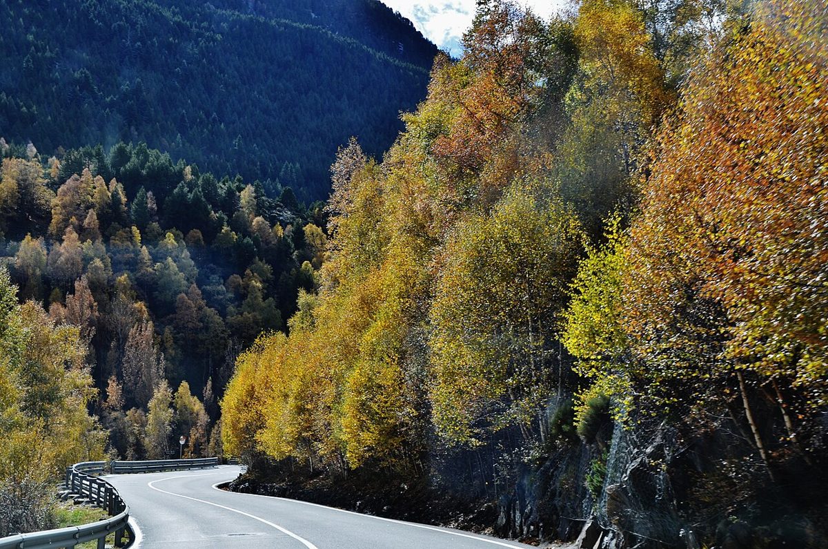 Mountain road curving through golden autumn birches in the Sorteny valley, Ordino, Andorra, below dark pine-covered slopes