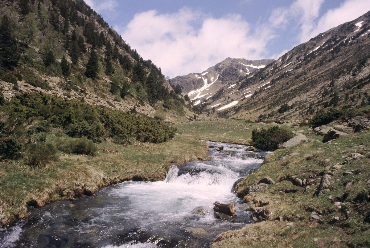 Meltwater stream cascading through the Sorteny valley meadows in Andorra, with wildflowers and snow-patched peaks above